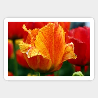 An Orange Tulip Sticker